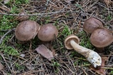 Рядовка чешуйчатая (Tricholoma imbricatum)