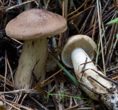 Рядовка чешуйчатая (Tricholoma imbricatum)