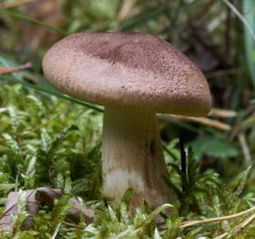 Рядовка чешуйчатая (Tricholoma imbricatum)