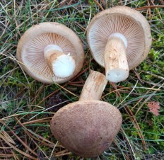 Рядовка чешуйчатая (Tricholoma imbricatum)