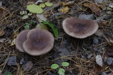 Рядовка чешуйчатая (Tricholoma imbricatum)