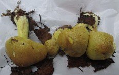 Рядовка лиственная (Tricholoma frondosae)