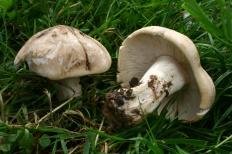 Майский гриб (Calocybe gambosa)