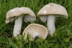 Георгиев гриб (Calocybe gambosa)