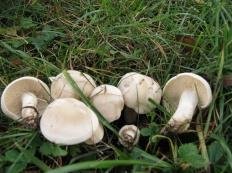 Майский гриб (Calocybe gambosa)