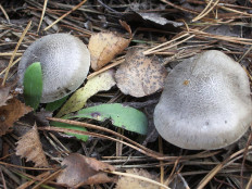 Рядовка мыльная (Tricholoma saponaceum)