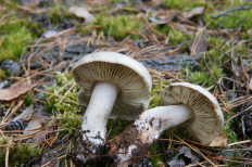 Рядовка мыльная (Tricholoma saponaceum)