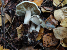 Рядовка мыльная (Tricholoma saponaceum)