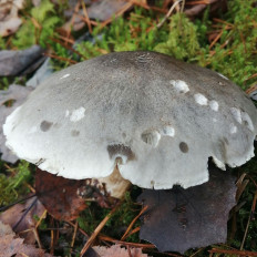 Рядовка мыльная (Tricholoma saponaceum)