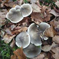 Рядовка мыльная (Tricholoma saponaceum)