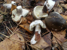 Рядовка мыльная (Tricholoma saponaceum)