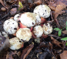 Сатанинский гриб (Rubroboletus satanas)