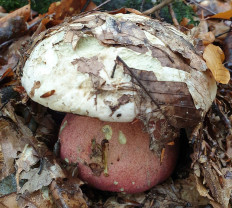 Сатанинский гриб (Rubroboletus satanas)