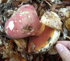 Сатанинский гриб (Rubroboletus satanas)