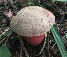 Сатанинский гриб (Rubroboletus satanas)