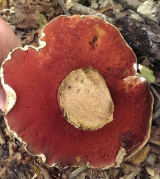 Сатанинский гриб (Rubroboletus satanas)