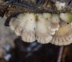 Щелелистник обыкновенный (Schizophyllum commune)