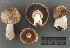 Шампиньон плоскошляпковый (Agaricus placomyces)