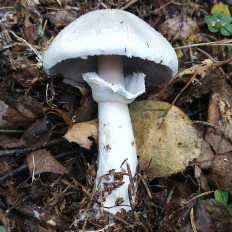 Шампиньон (Agaricus sp)