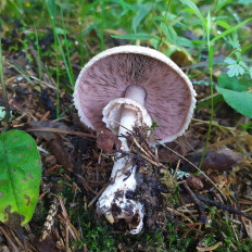 Шампиньон (Agaricus sp)