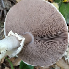 Шампиньон (Agaricus sp)