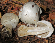 Шампиньон (Agaricus sp)