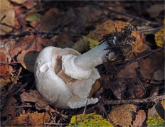 Шампиньон (Agaricus sp)