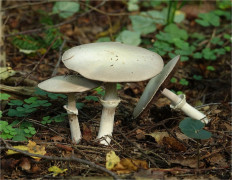 Шампиньон (Agaricus sp)