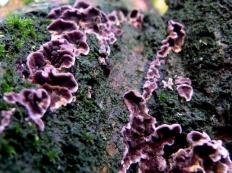 Стереум пурпурный (Chondrostereum purpureum)