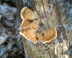 Стереум войлочковый (Stereum subtomentosum)