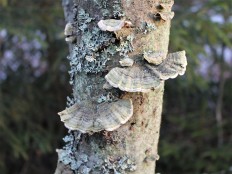 Стереум войлочковый (Stereum subtomentosum)