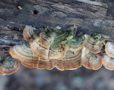 Стереум войлочковый (Stereum subtomentosum)