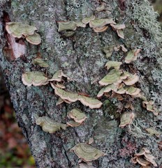 Стереум войлочковый (Stereum subtomentosum)