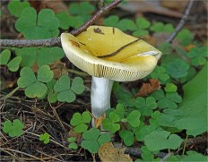 Сыроежка желтая (Russula claroflava)