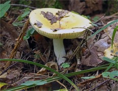 Сыроежка желтая (Russula claroflava)