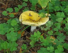 Сыроежка желтая (Russula claroflava)