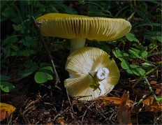 Сыроежка желтая (Russula claroflava)