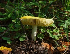 Сыроежка желтая (Russula claroflava)