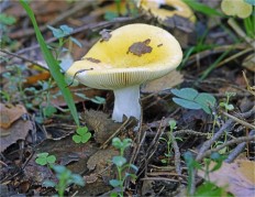 Сыроежка желтая (Russula claroflava)