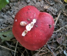 Сыроежка кроваво-красная (Russula sanguinea)