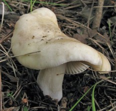 Сыроежка кроваво-красная (Russula sanguinea)