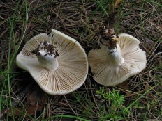 Сыроежка кроваво-красная (Russula sanguinea)