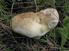 Сыроежка кроваво-красная (Russula sanguinea)