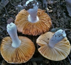 Сыроежка золотисто-желтая (Russula risigallina)