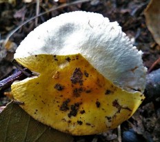 Сыроежка золотисто-желтая (Russula risigallina)