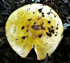 Сыроежка золотисто-желтая (Russula risigallina)