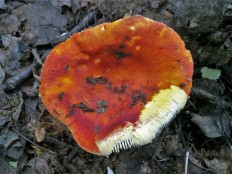 Сыроежка золотистая (Russula aurea)