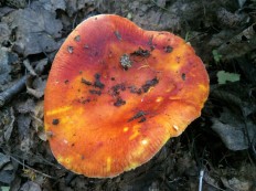 Сыроежка золотистая (Russula aurea)