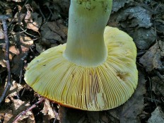 Сыроежка золотистая (Russula aurea)