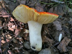 Сыроежка золотистая (Russula aurea)